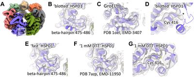 It started with a Cys: Spontaneous cysteine modification during cryo-EM grid preparation